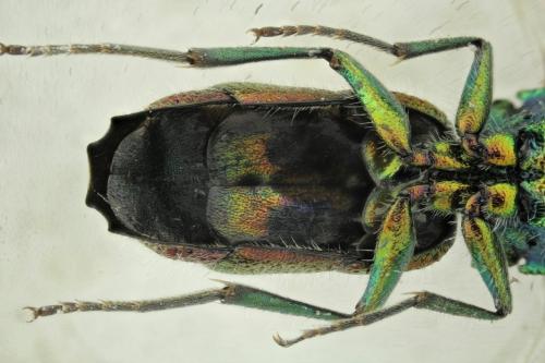 Chrysis angustula